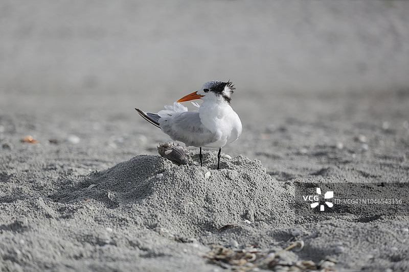 美国佛罗里达州萨尼贝尔岛海滩上的海鸥图片素材