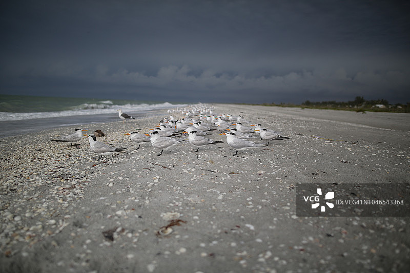 美国佛罗里达州萨尼贝尔岛海滩上的海鸥图片素材