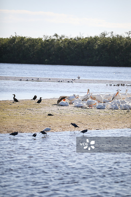 迁徙的白鹈鹕图片素材