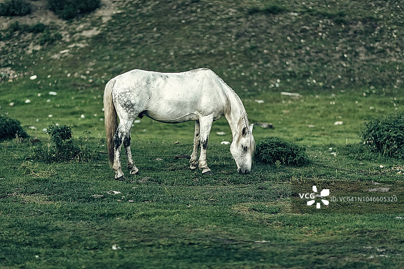 美丽田野中的白马图片素材