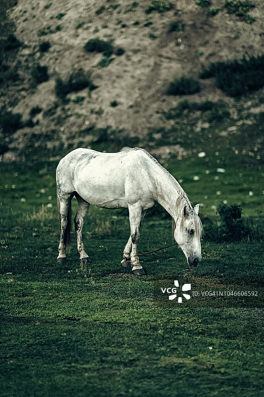 美丽田野中的白马图片素材