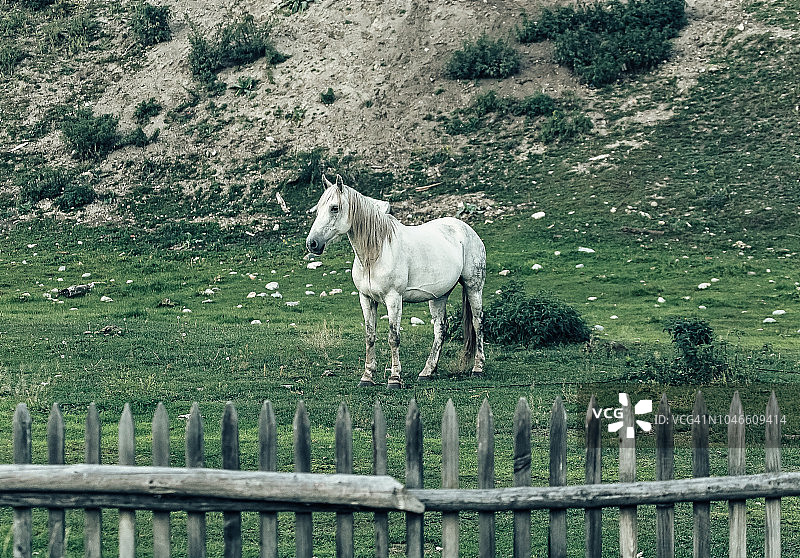 美丽田野中的白马图片素材