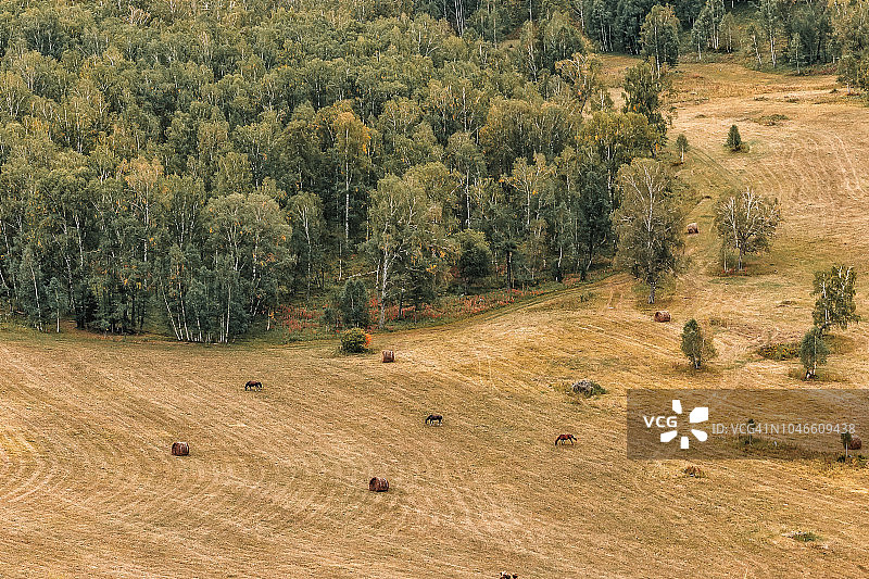 田野里吃草的马图片素材