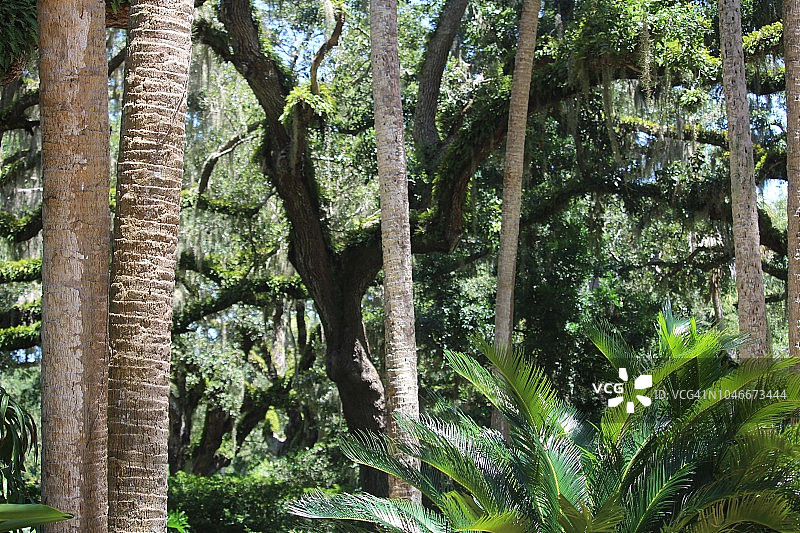 佛罗里达棕榈树和栎树森林（含西班牙苔藓）图片素材