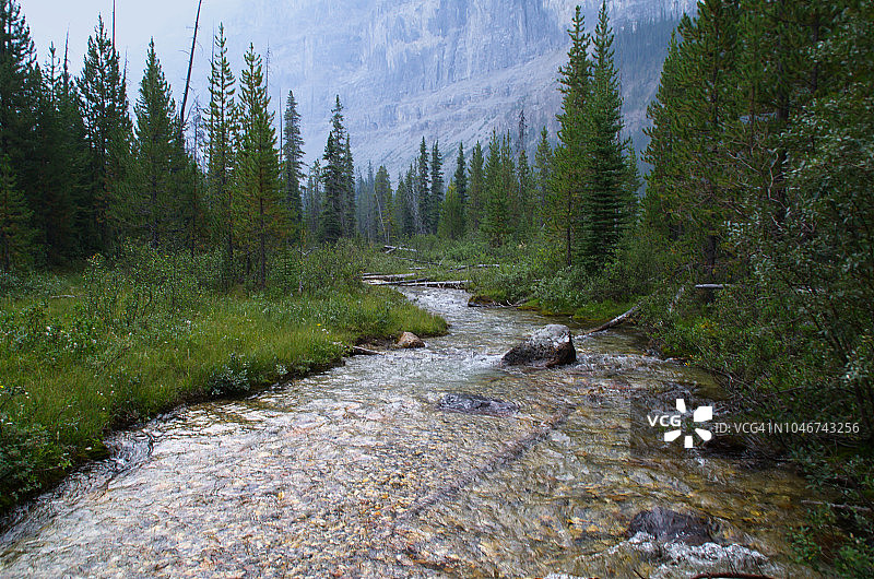 穿过森林的溪流图片素材