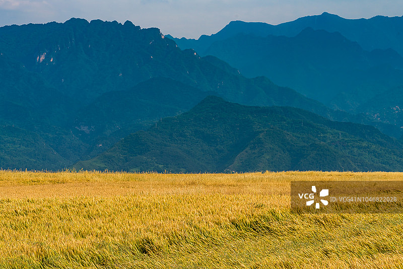 金色的麦田图片素材