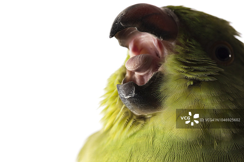 鹦鹉图片素材