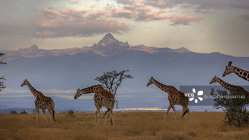 肯尼亚山前的网纹长颈鹿群图片素材