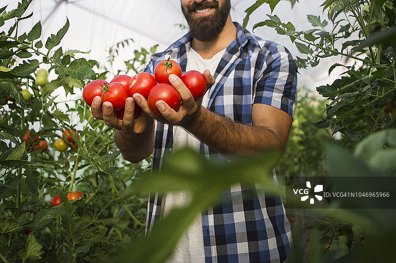 农民手中拿着新鲜番茄图片素材