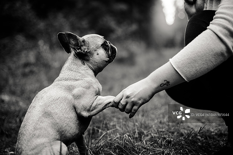 女人握着小狗爪子的下半身图片素材