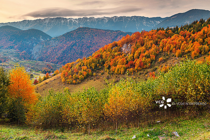 美丽的秋季彩色风景：罗马尼亚特兰西瓦尼亚布拉索夫县马古拉村图片素材