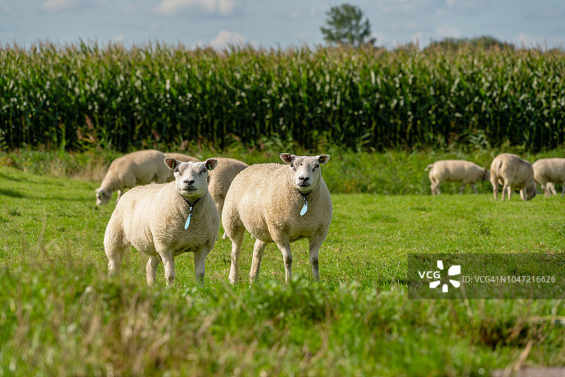 草地上的两只绵羊图片素材