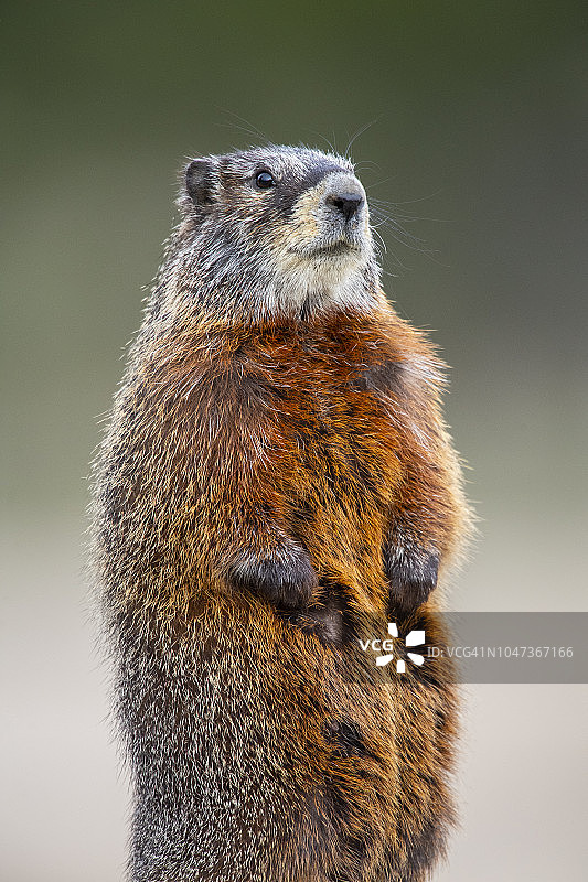 黄腹旱獭图片素材