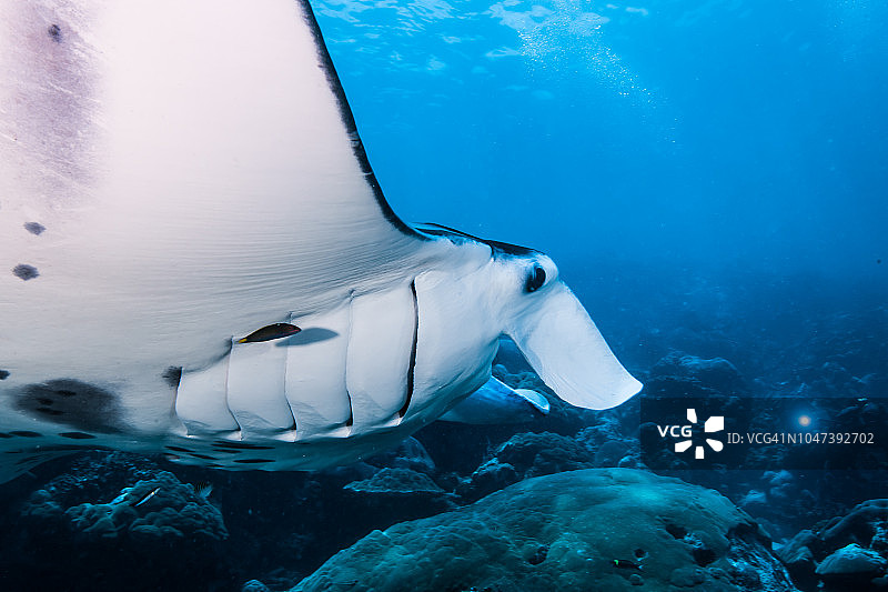 蝠鲼的画像，背景是蔚蓝的大海，位于密克罗尼西亚联邦雅浦岛图片素材