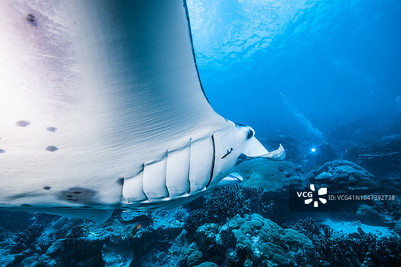 蝠鲼的画像，背景是蔚蓝的大海，位于密克罗尼西亚联邦雅浦岛图片素材