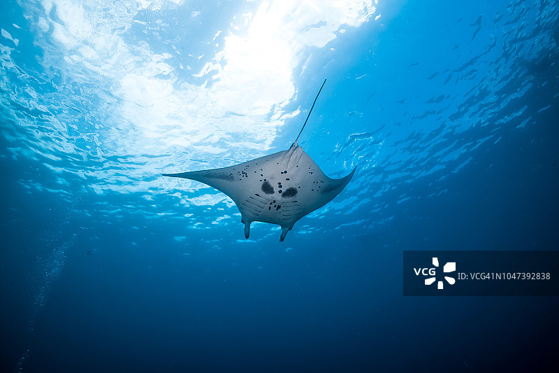 雅浦岛密克罗尼西亚联邦的礁石蝠鲼（克氏蝠鲼）与明亮的蓝色海面图片素材