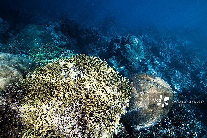 阳光下的石珊瑚。雅浦岛，密克罗尼西亚联邦图片素材