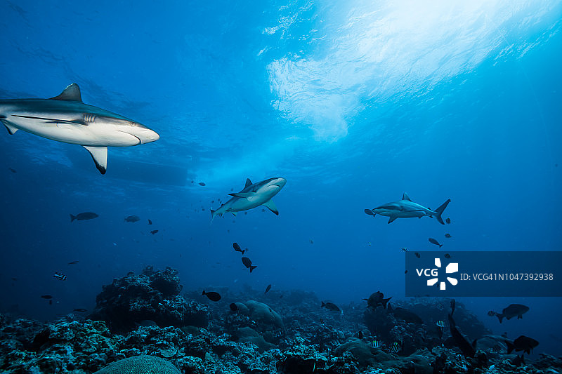 黑尾礁鲨在珊瑚礁周围游动，雅浦岛，密克罗尼西亚联邦图片素材