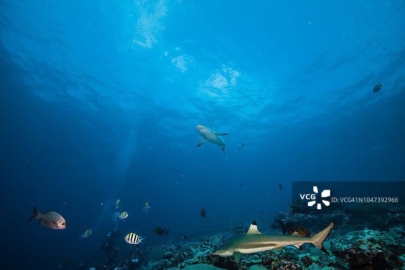 珊瑚礁附近的黑鳍鲨图片素材
