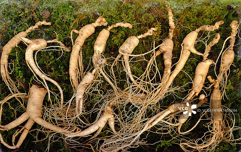 新鲜的韩国人参图片素材