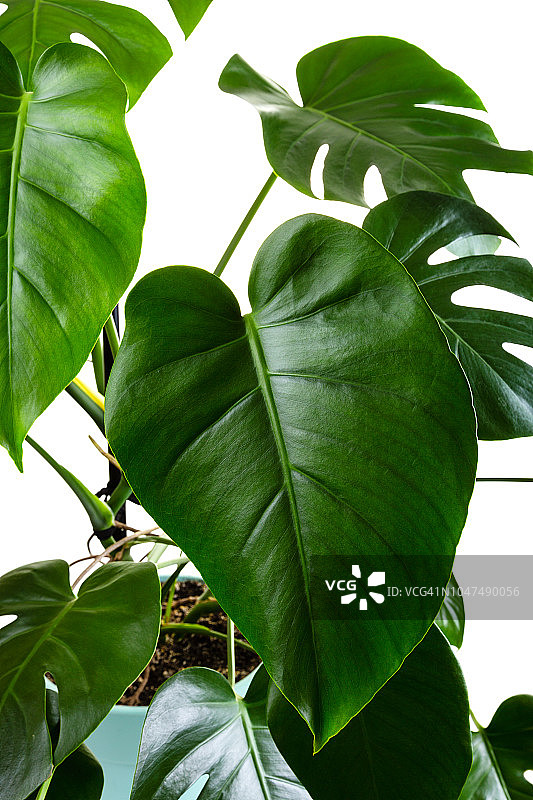 白色背景上的龟背竹盆栽图片素材