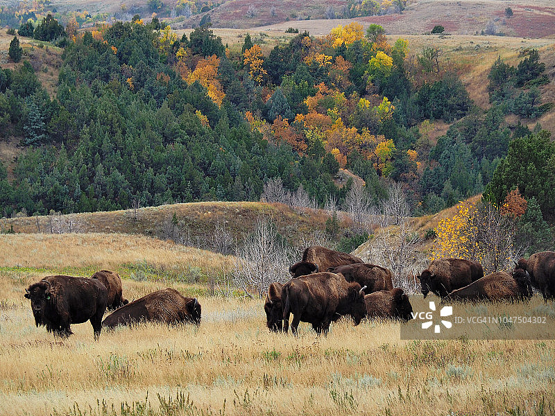 在西奥多·罗斯福国家公园北部单元吃草的小群野牛图片素材