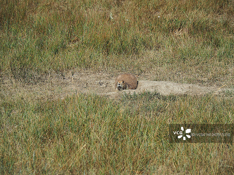 西奥多罗斯福国家公园洞穴旁的草原犬鼠图片素材