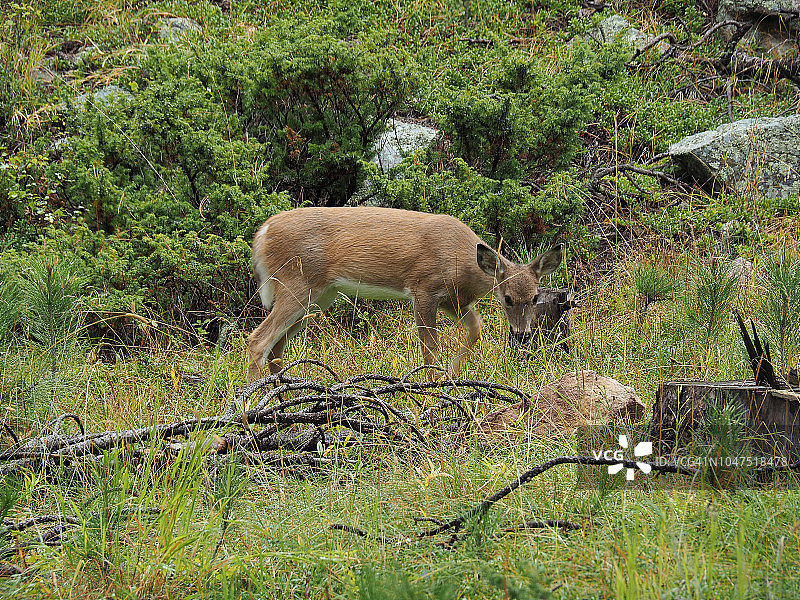 卡斯特州立公园的白尾鹿，南达科他州图片素材