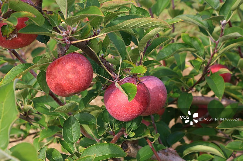 结满成熟 Empire 品种苹果的苹果树图片素材