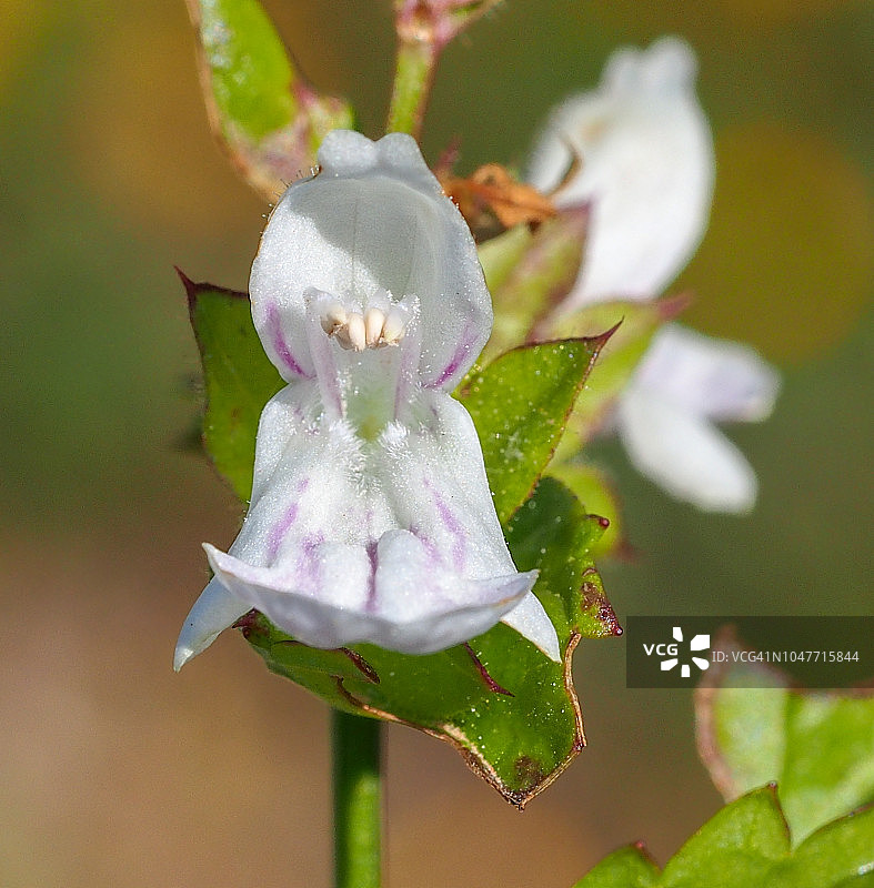 白色欧夏至草图片素材