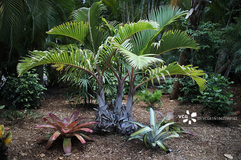 佛罗里达州西南部萨尼贝尔岛的本土植物图片素材