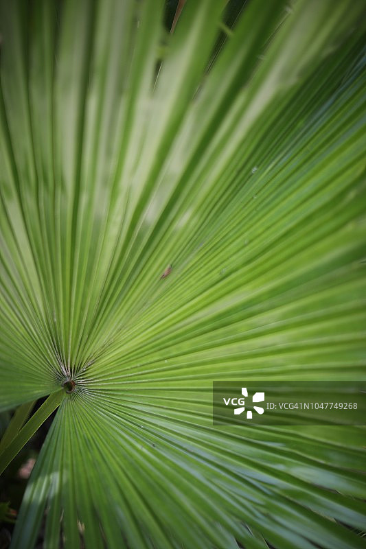 佛罗里达州西南部萨尼贝尔岛的本土植物图片素材