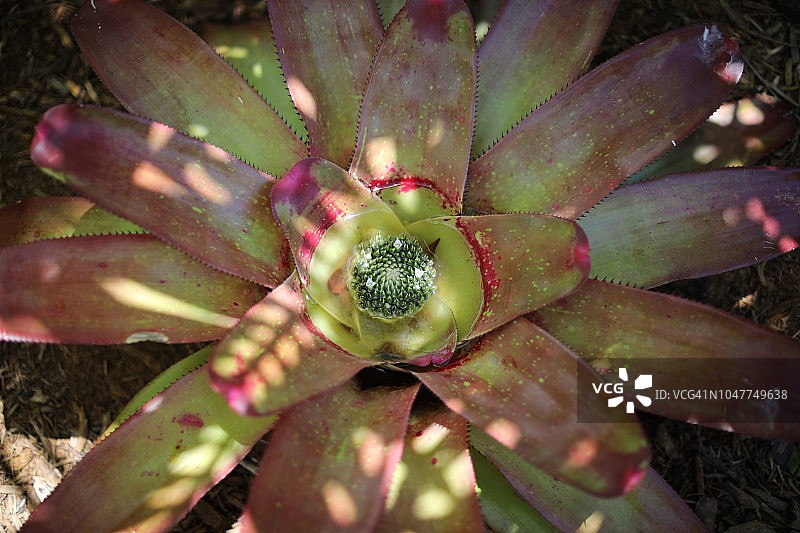 佛罗里达州西南部萨尼贝尔岛的本土植物图片素材