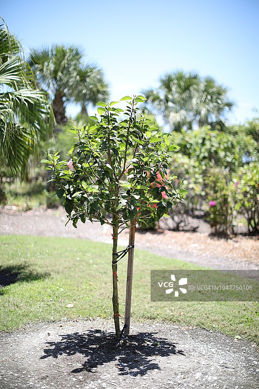 佛罗里达州西南部萨尼贝尔岛的本土植物图片素材