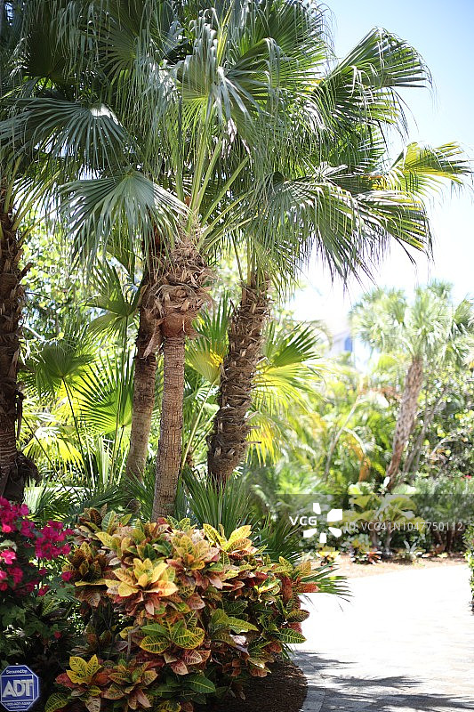 佛罗里达州西南部萨尼贝尔岛的本土植物图片素材