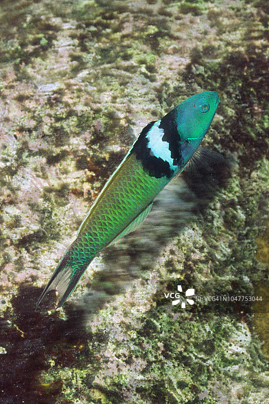 蓝头锦鱼图片素材