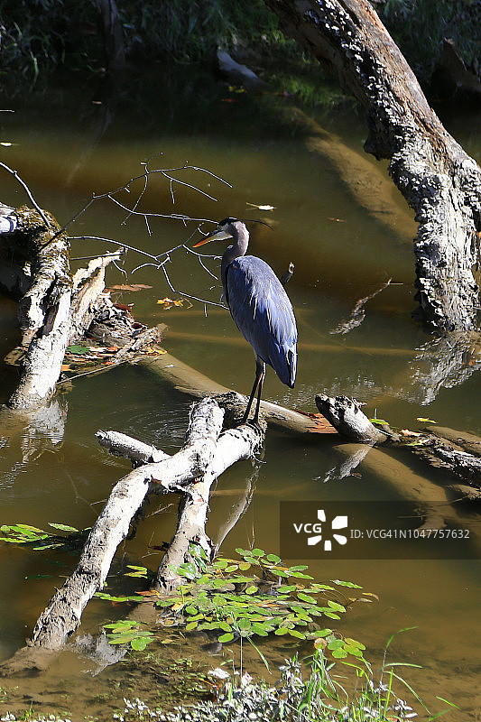 大蓝鹭图片素材
