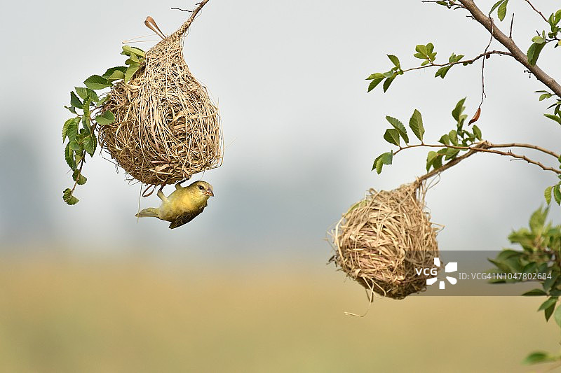 南非的织布鸟和巢穴图片素材
