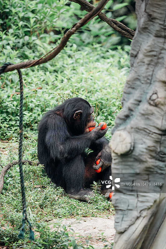 黑猩猩吃番茄图片素材