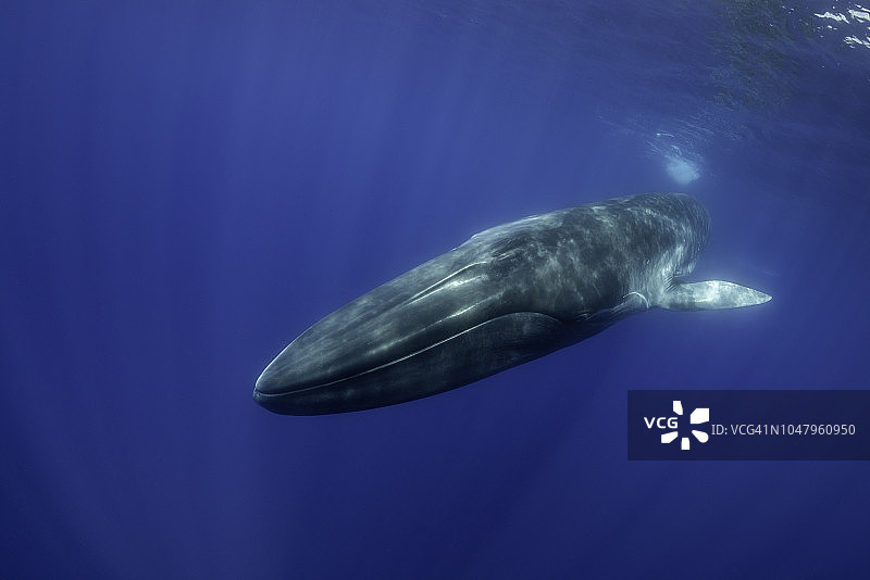 长须鲸特写图片素材