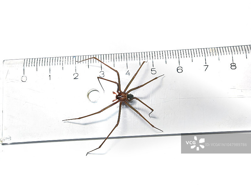 棕色遁蛛腿长尺寸图片素材