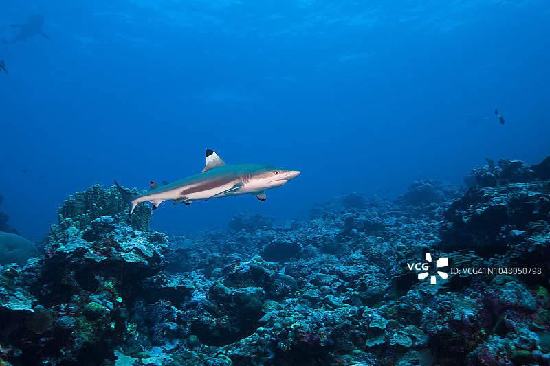 黑鳍礁鲨，在清澈的蓝色海水中，密克罗尼西亚联邦雅浦岛图片素材