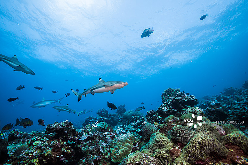 黑鳍礁鲨，在珊瑚礁周围游动。雅浦岛，密克罗尼西亚联邦图片素材