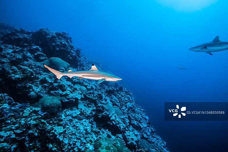 黑鳍礁鲨，在珊瑚礁周围游动。雅浦岛，密克罗尼西亚联邦图片素材