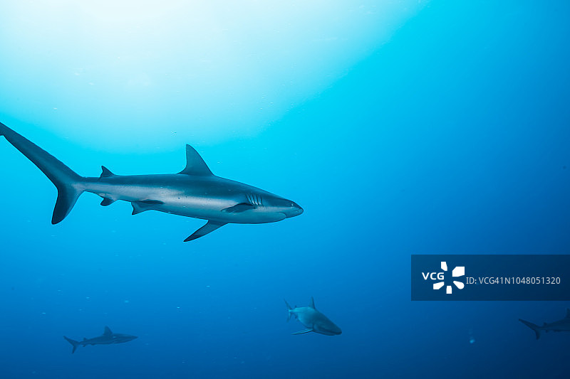 黑尾礁鲨（Carcharhinus amblyrhynchos），在阳光明媚的蓝色海洋中游泳，雅浦岛，密克罗尼西亚联邦图片素材