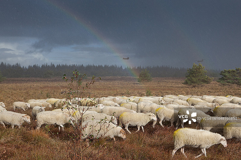 彩虹和直升机下的羊群图片素材