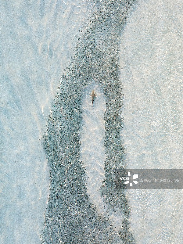 寻找食物的黑鳍鲨图片素材