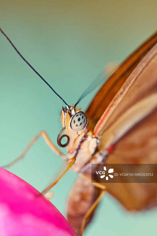 Iulia 翠蛱蝶图片素材