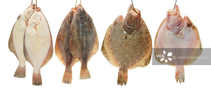 菱鲆（大菱鲆）在白色背景上图片素材