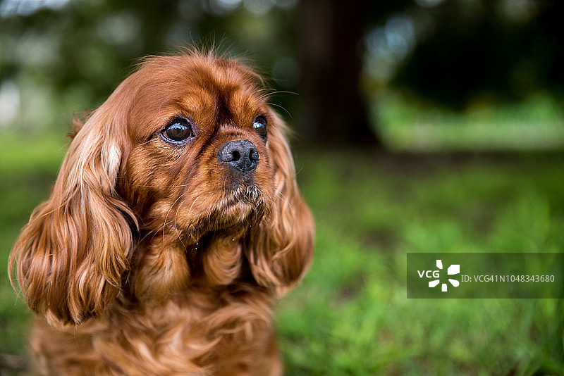 花园草地上摆拍的卡瓦普犬特写图片素材